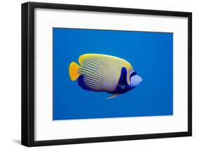 Emperor Angelfish-Georgette Douwma-Framed Photographic Print
