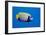 Emperor Angelfish-Georgette Douwma-Framed Photographic Print