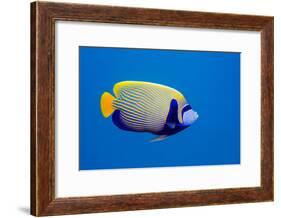 Emperor Angelfish-Georgette Douwma-Framed Photographic Print