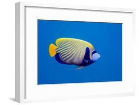 Emperor Angelfish-Georgette Douwma-Framed Photographic Print