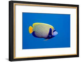 Emperor Angelfish-Georgette Douwma-Framed Photographic Print