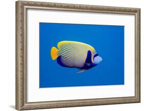 Emperor Angelfish-Georgette Douwma-Framed Photographic Print