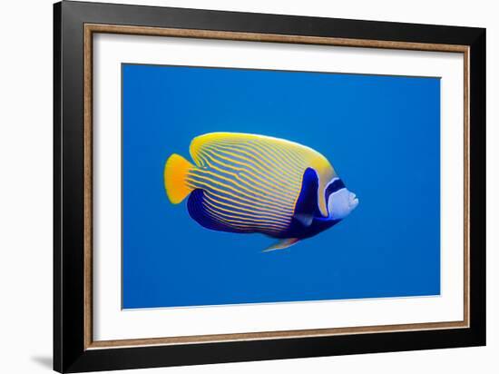 Emperor Angelfish-Georgette Douwma-Framed Photographic Print