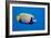 Emperor Angelfish-Georgette Douwma-Framed Photographic Print