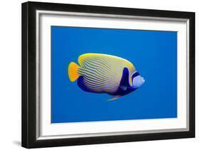 Emperor Angelfish-Georgette Douwma-Framed Photographic Print