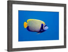 Emperor Angelfish-Georgette Douwma-Framed Photographic Print