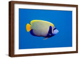 Emperor Angelfish-Georgette Douwma-Framed Photographic Print