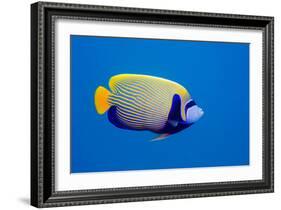Emperor Angelfish-Georgette Douwma-Framed Photographic Print