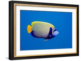 Emperor Angelfish-Georgette Douwma-Framed Photographic Print
