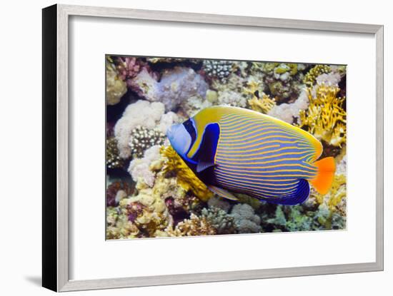 Emperor Angelfish-Georgette Douwma-Framed Photographic Print