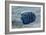 Emperor Angelfish-Matthew Oldfield-Framed Photographic Print