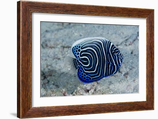 Emperor Angelfish-Matthew Oldfield-Framed Photographic Print