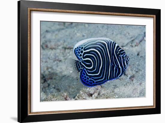 Emperor Angelfish-Matthew Oldfield-Framed Photographic Print