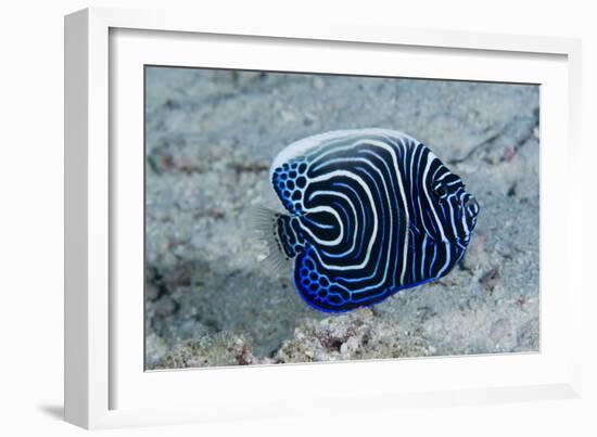 Emperor Angelfish-Matthew Oldfield-Framed Photographic Print