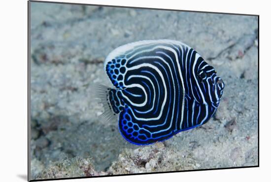 Emperor Angelfish-Matthew Oldfield-Mounted Photographic Print