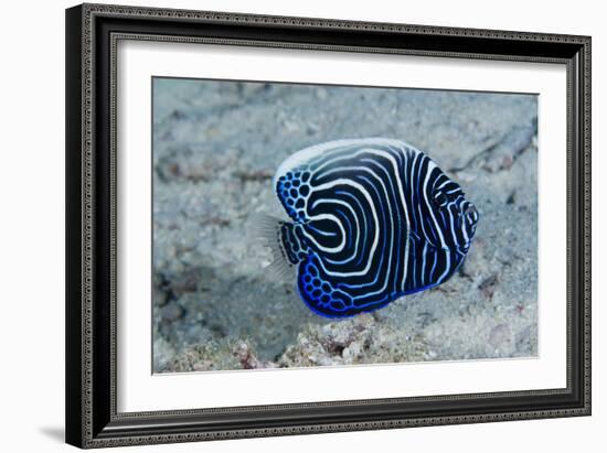 Emperor Angelfish-Matthew Oldfield-Framed Photographic Print