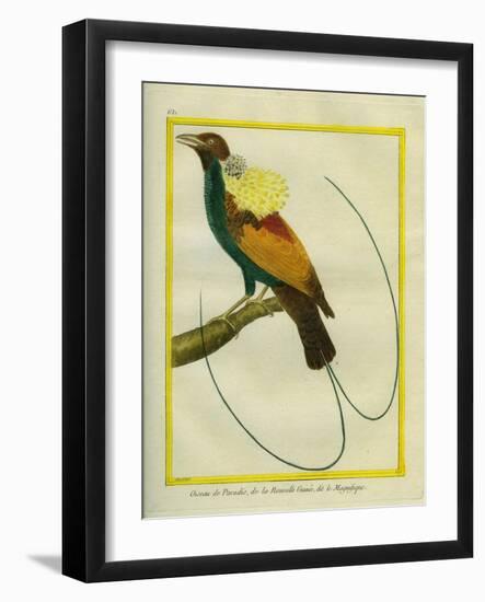 Emperor Bird-Of-Paradise-Georges-Louis Buffon-Framed Giclee Print
