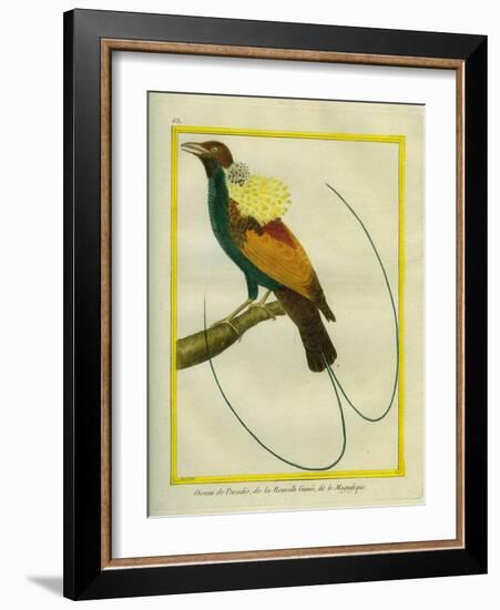 Emperor Bird-Of-Paradise-Georges-Louis Buffon-Framed Giclee Print