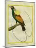 Emperor Bird-Of-Paradise-Georges-Louis Buffon-Mounted Giclee Print