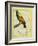 Emperor Bird-Of-Paradise-Georges-Louis Buffon-Framed Giclee Print