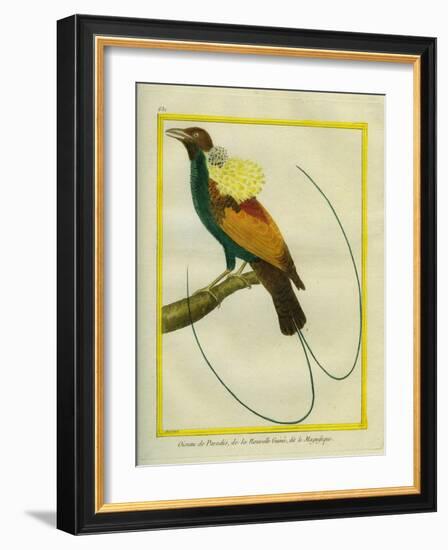 Emperor Bird-Of-Paradise-Georges-Louis Buffon-Framed Giclee Print