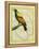 Emperor Bird-Of-Paradise-Georges-Louis Buffon-Framed Premier Image Canvas