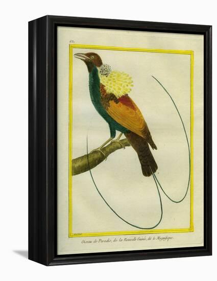 Emperor Bird-Of-Paradise-Georges-Louis Buffon-Framed Premier Image Canvas