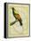 Emperor Bird-Of-Paradise-Georges-Louis Buffon-Framed Premier Image Canvas