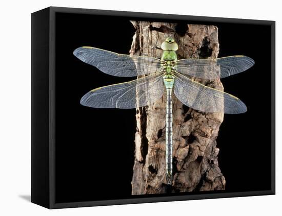 Emperor Dragonfly, Anax Imperator-Sinclair Stammers-Framed Premier Image Canvas