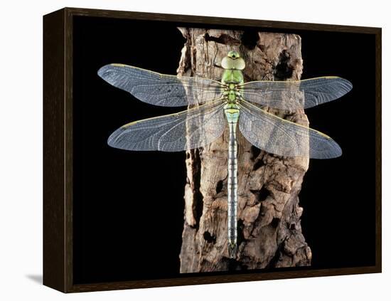 Emperor Dragonfly, Anax Imperator-Sinclair Stammers-Framed Premier Image Canvas