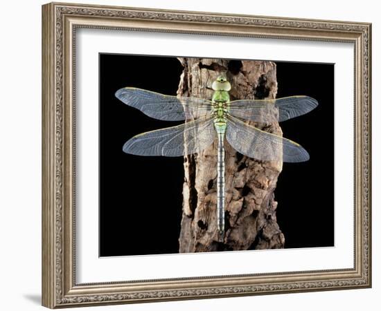 Emperor Dragonfly, Anax Imperator-Sinclair Stammers-Framed Photographic Print