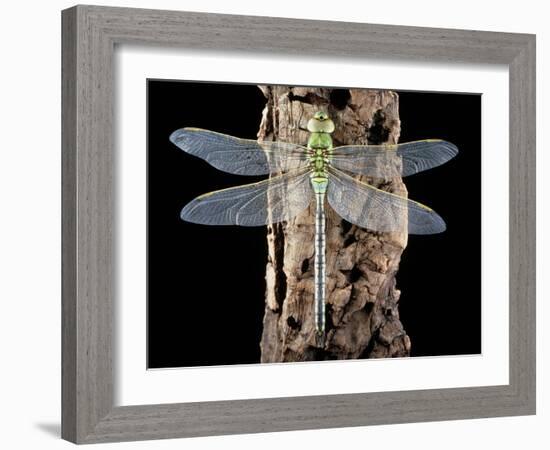 Emperor Dragonfly, Anax Imperator-Sinclair Stammers-Framed Photographic Print