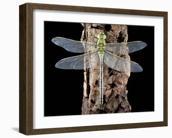 Emperor Dragonfly, Anax Imperator-Sinclair Stammers-Framed Photographic Print