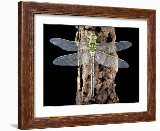 Emperor Dragonfly, Anax Imperator-Sinclair Stammers-Framed Photographic Print