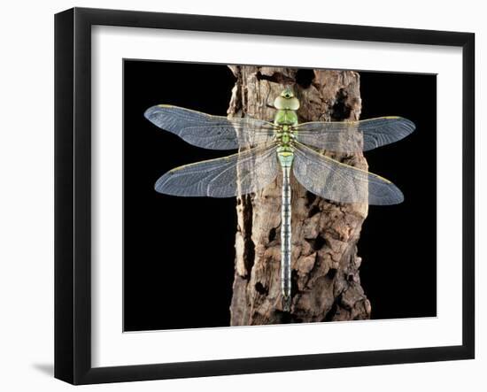 Emperor Dragonfly, Anax Imperator-Sinclair Stammers-Framed Photographic Print
