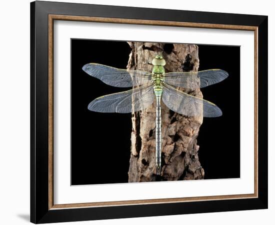 Emperor Dragonfly, Anax Imperator-Sinclair Stammers-Framed Photographic Print