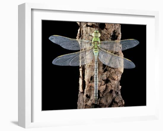 Emperor Dragonfly, Anax Imperator-Sinclair Stammers-Framed Photographic Print