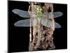 Emperor Dragonfly, Anax Imperator-Sinclair Stammers-Mounted Photographic Print