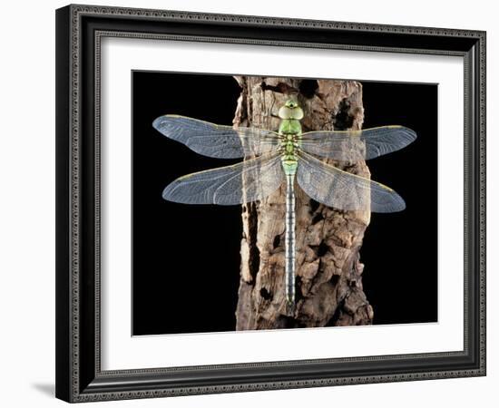 Emperor Dragonfly, Anax Imperator-Sinclair Stammers-Framed Photographic Print