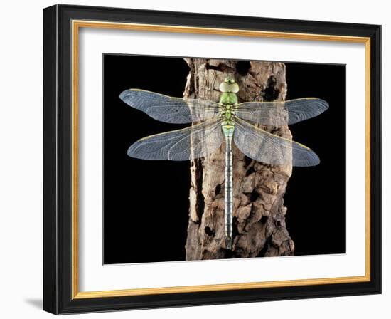Emperor Dragonfly, Anax Imperator-Sinclair Stammers-Framed Photographic Print