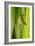 Emperor Dragonfly Metamorphosis-Andy Harmer-Framed Photographic Print