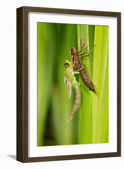 Emperor Dragonfly Metamorphosis-Andy Harmer-Framed Photographic Print