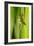 Emperor Dragonfly Metamorphosis-Andy Harmer-Framed Photographic Print