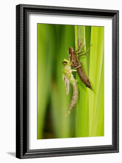 Emperor Dragonfly Metamorphosis-Andy Harmer-Framed Photographic Print