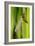 Emperor Dragonfly Metamorphosis-Andy Harmer-Framed Photographic Print