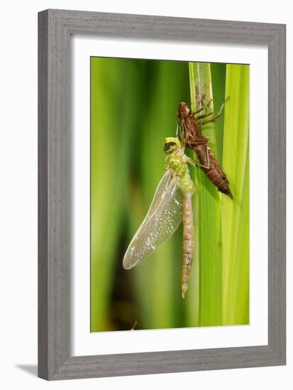 Emperor Dragonfly Metamorphosis-Andy Harmer-Framed Photographic Print