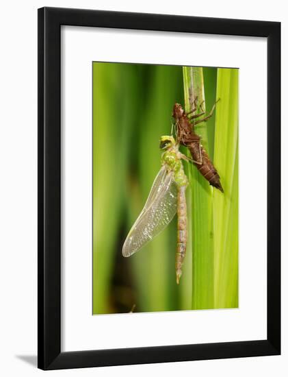 Emperor Dragonfly Metamorphosis-Andy Harmer-Framed Photographic Print