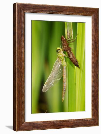 Emperor Dragonfly Metamorphosis-Andy Harmer-Framed Photographic Print