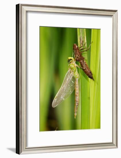 Emperor Dragonfly Metamorphosis-Andy Harmer-Framed Photographic Print