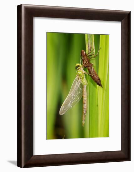 Emperor Dragonfly Metamorphosis-Andy Harmer-Framed Photographic Print